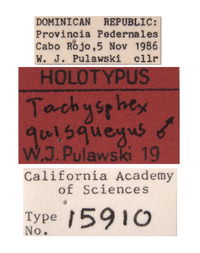 Tachysphex quisqueyus image