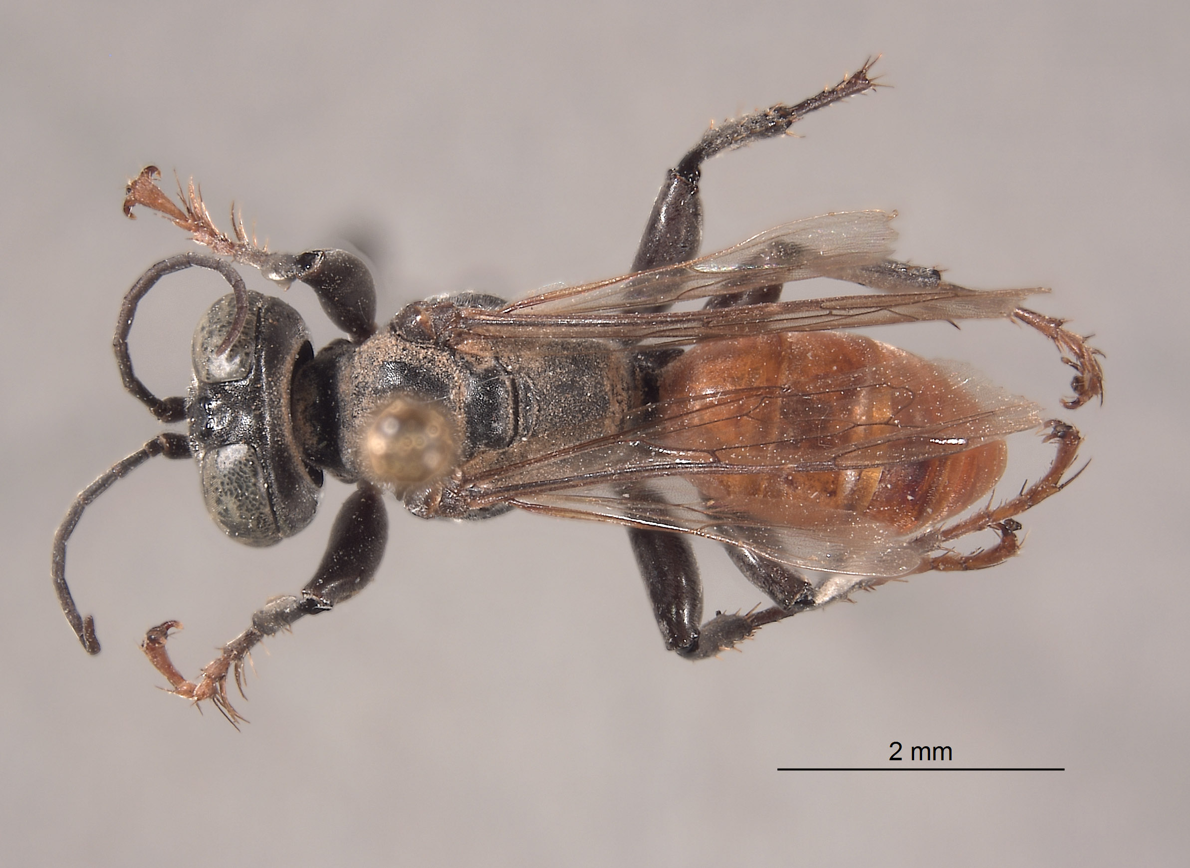 Tachysphex hopi image