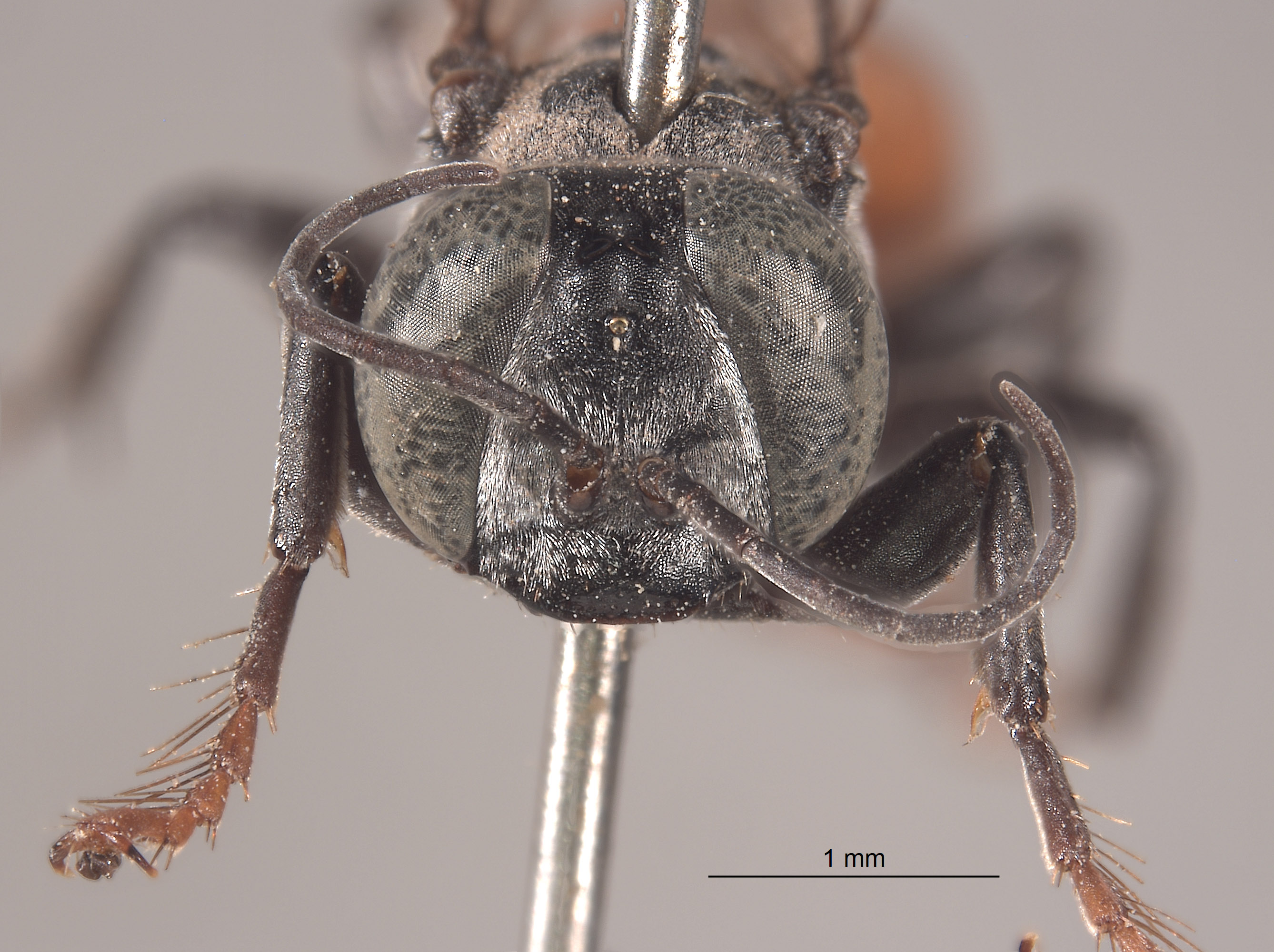 Tachysphex hopi image