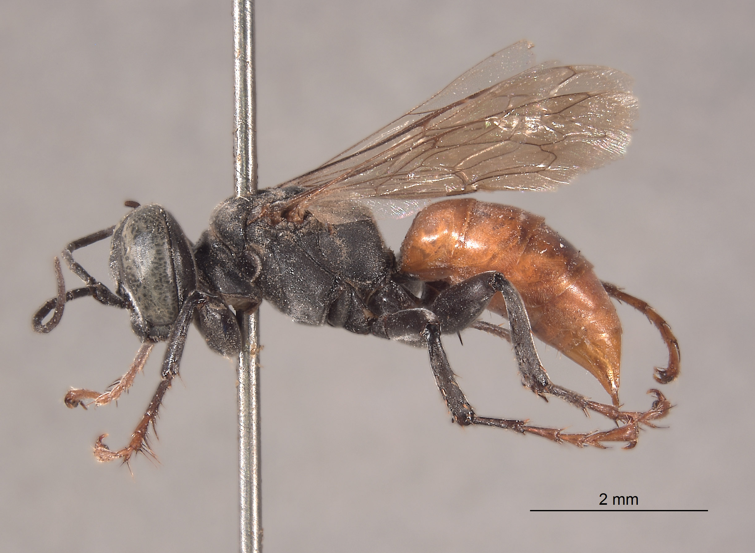 Tachysphex hopi image