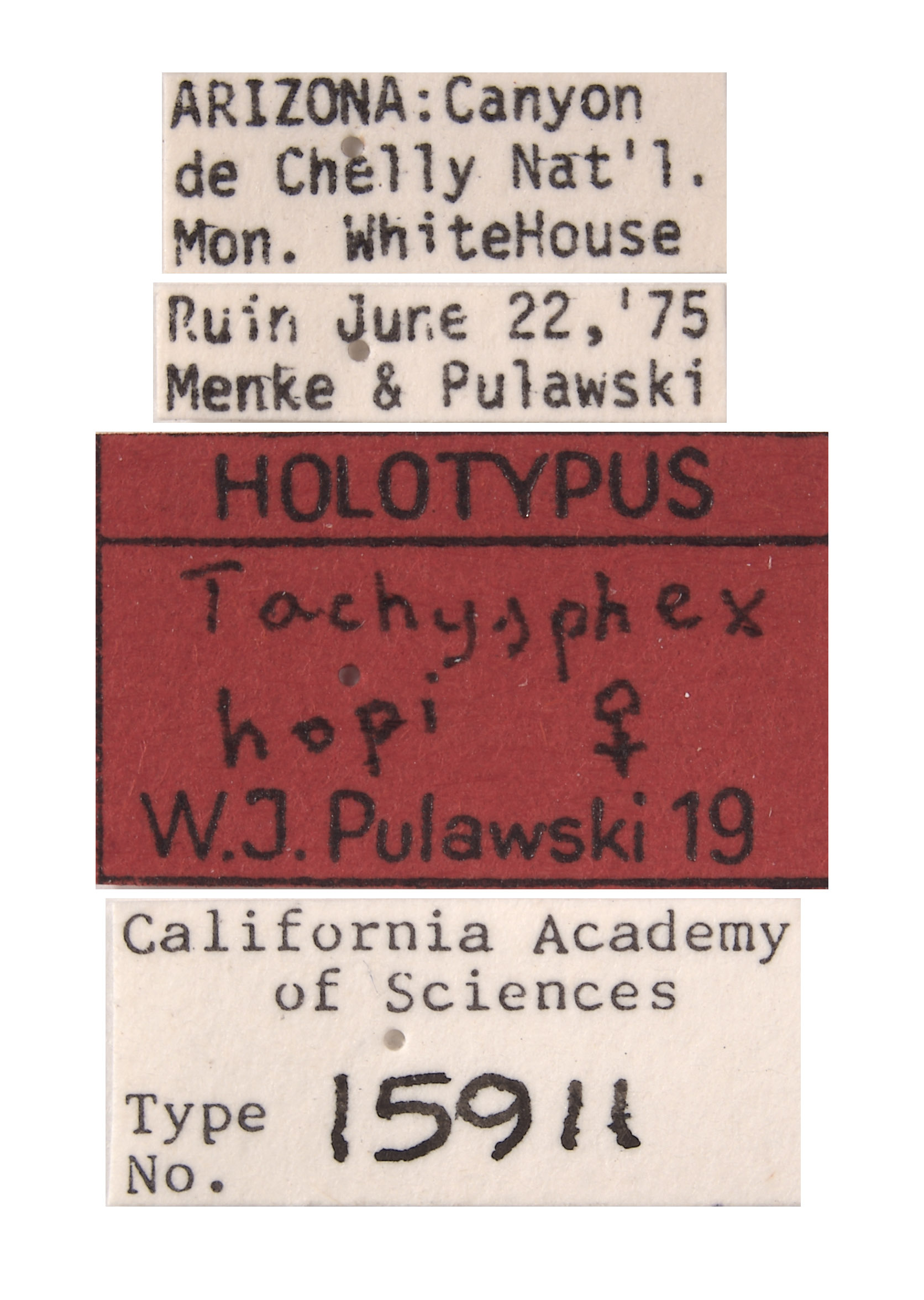 Tachysphex hopi image