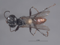 Tachysphex pinal image