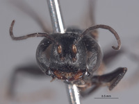 Tachysphex pinal image