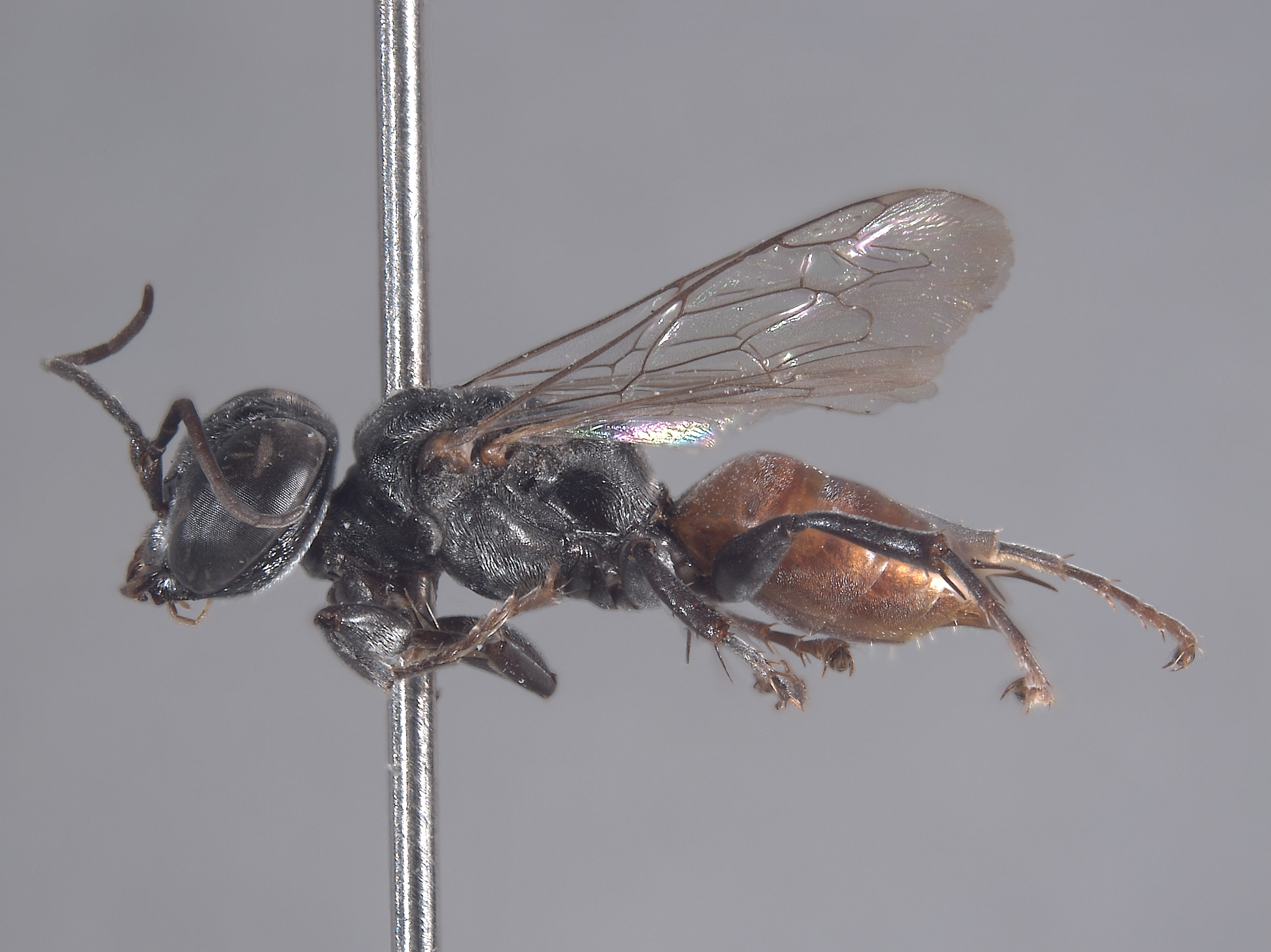 Tachysphex pinal image