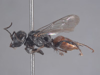 Tachysphex pinal image