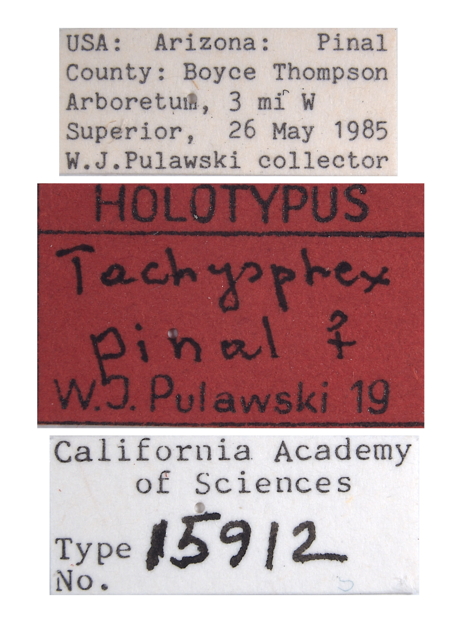 Tachysphex pinal image