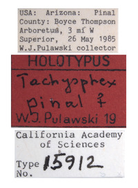 Tachysphex pinal image