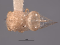 Parantonae arida image