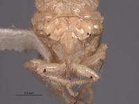 Image of Parantonae arida