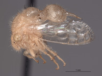 Parantonae arida image