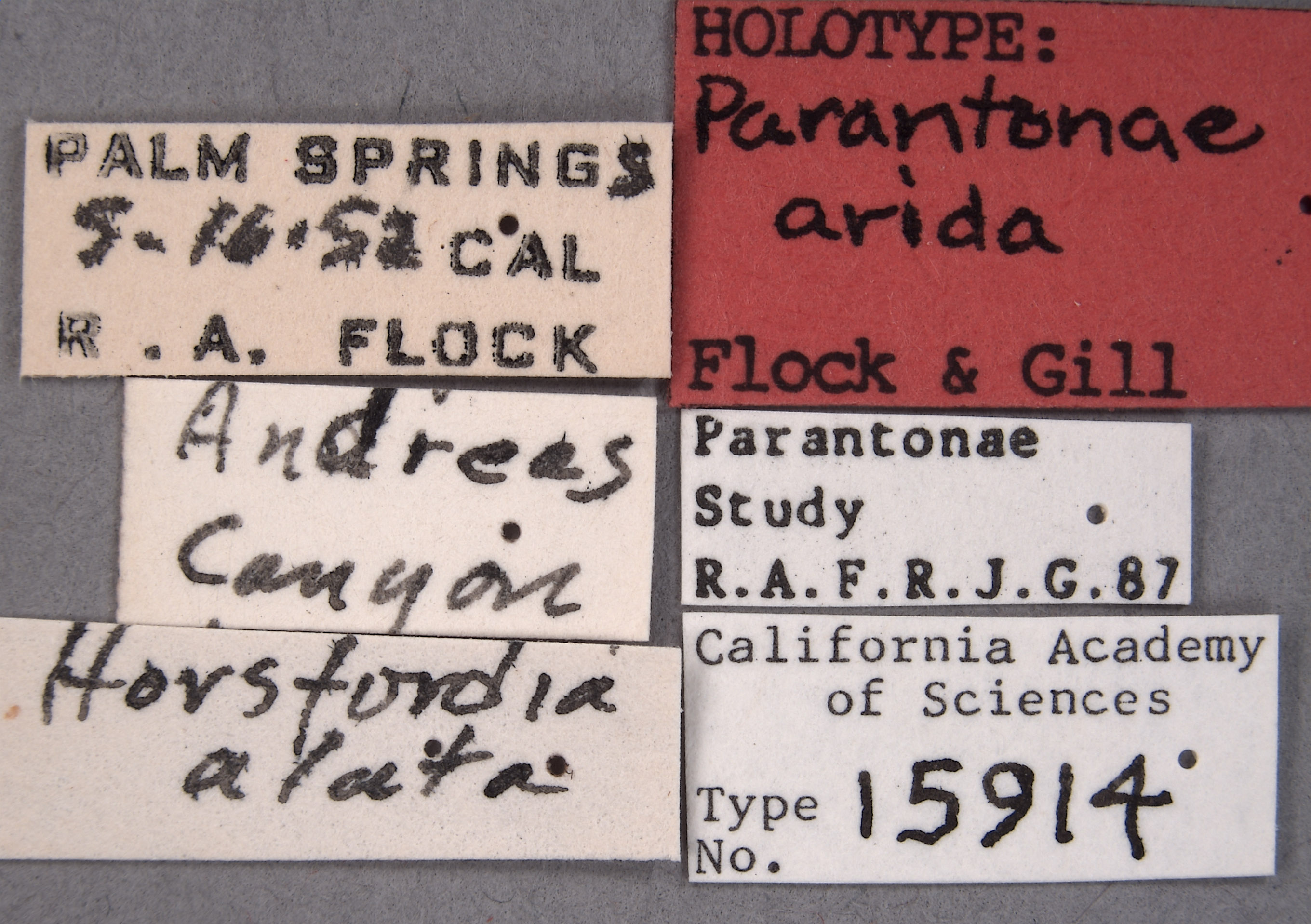 Parantonae arida image