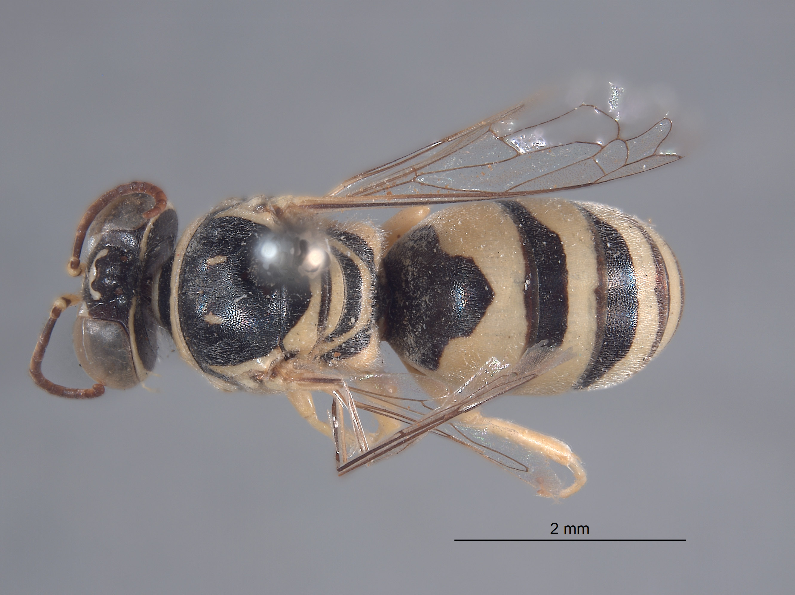 Tachysphex cocopa image