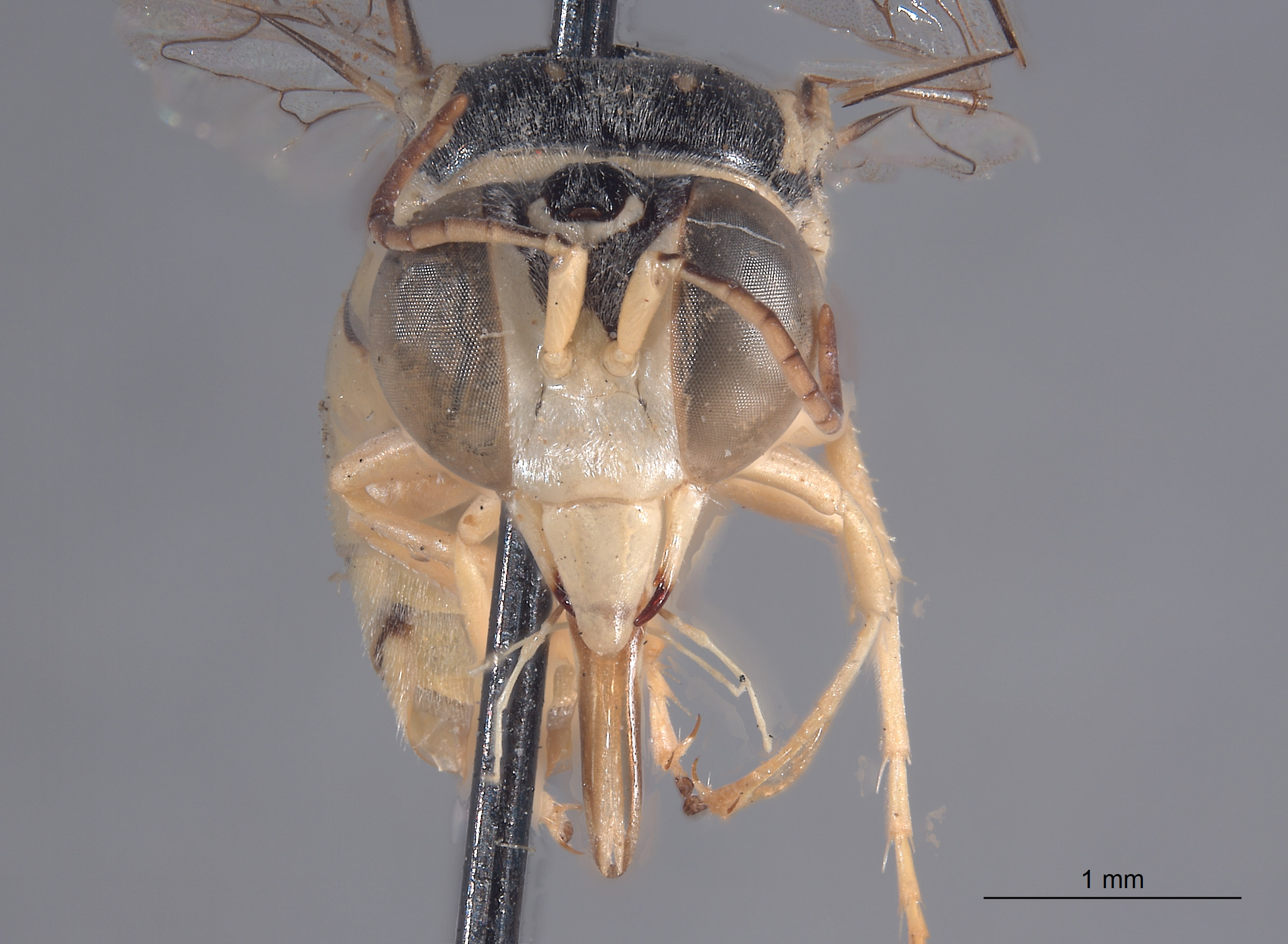 Tachysphex cocopa image