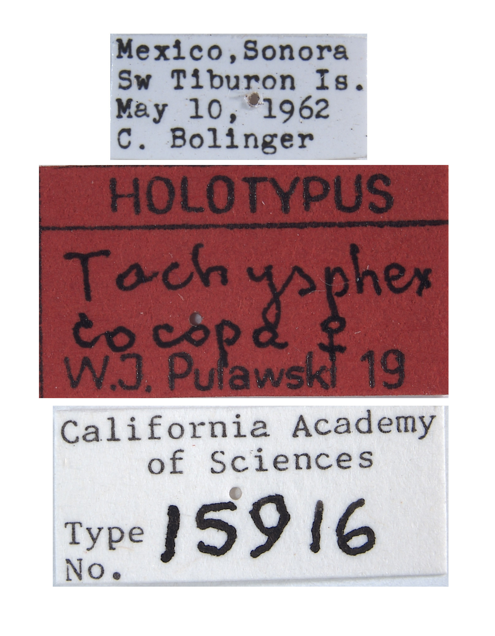 Tachysphex cocopa image