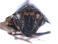 Docalidia vesica image