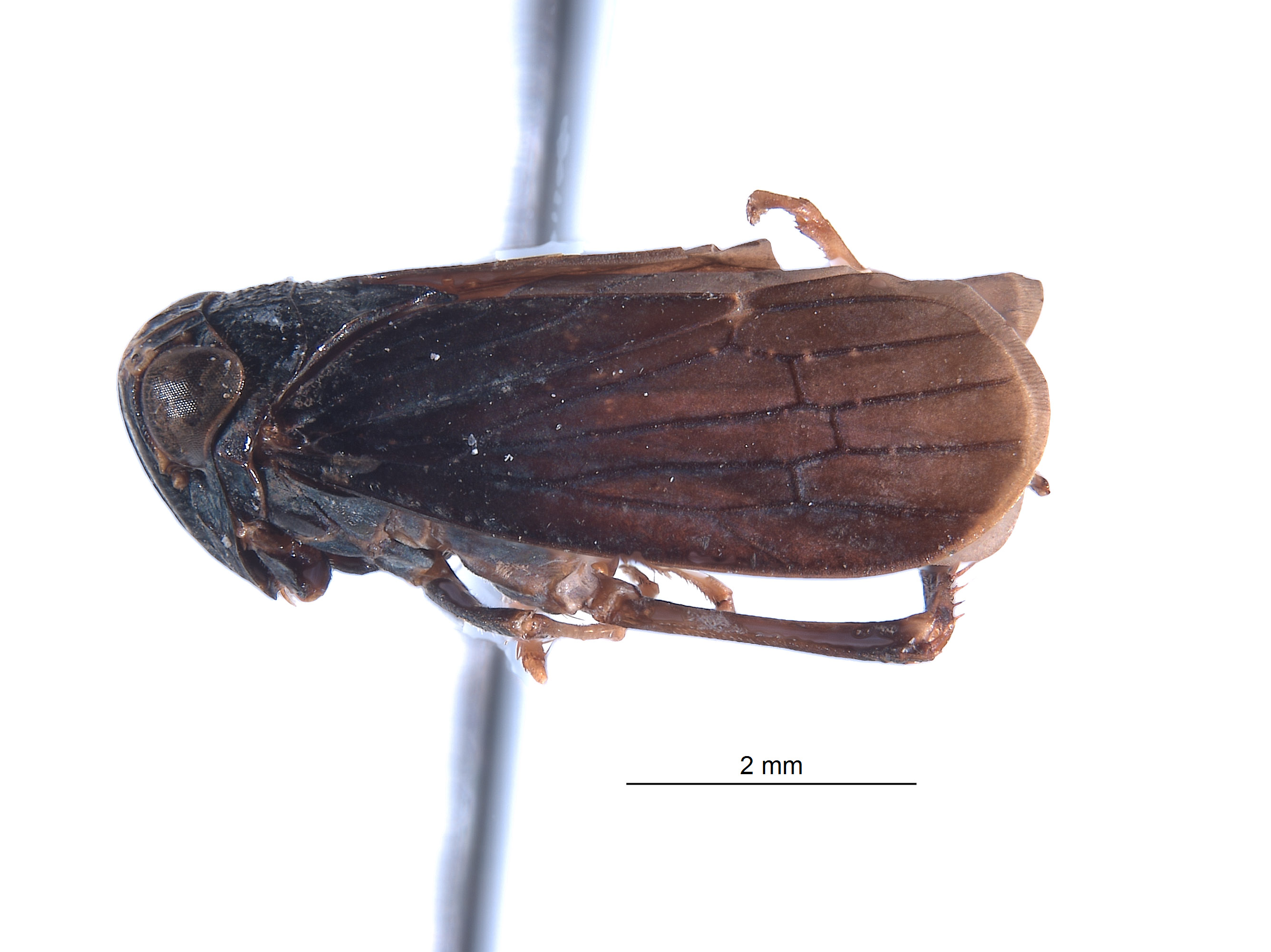 Docalidia vesica image