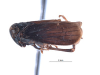 Docalidia vesica image