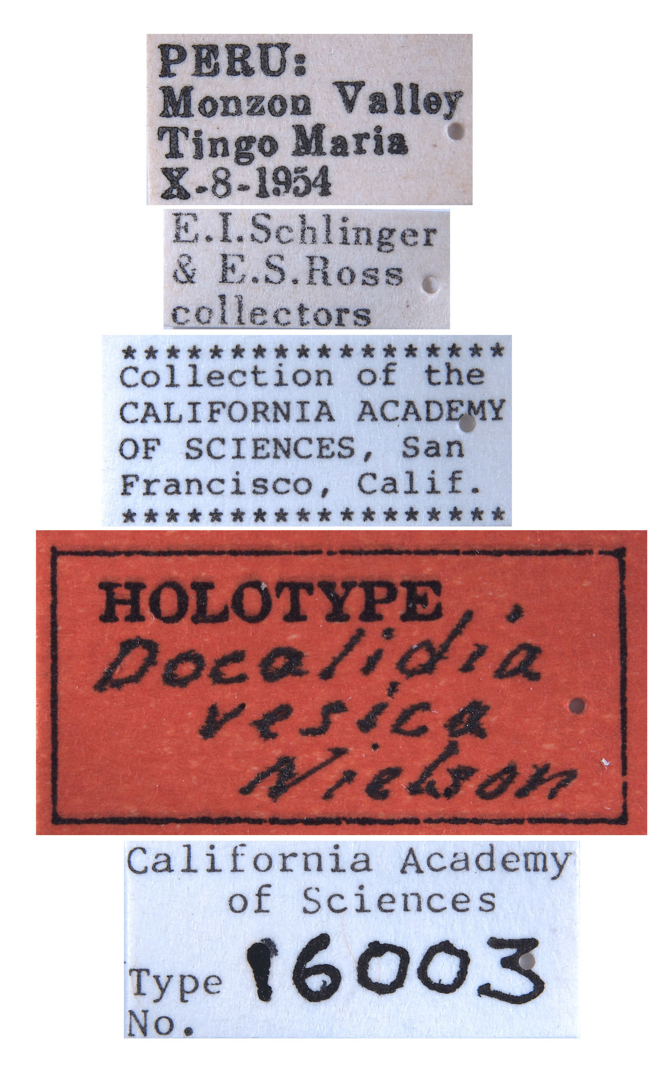Docalidia vesica image