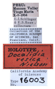 Docalidia vesica image