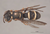 Cerceris ventricornis image