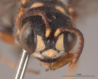 Cerceris ventricornis image