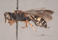 Cerceris ventricornis image