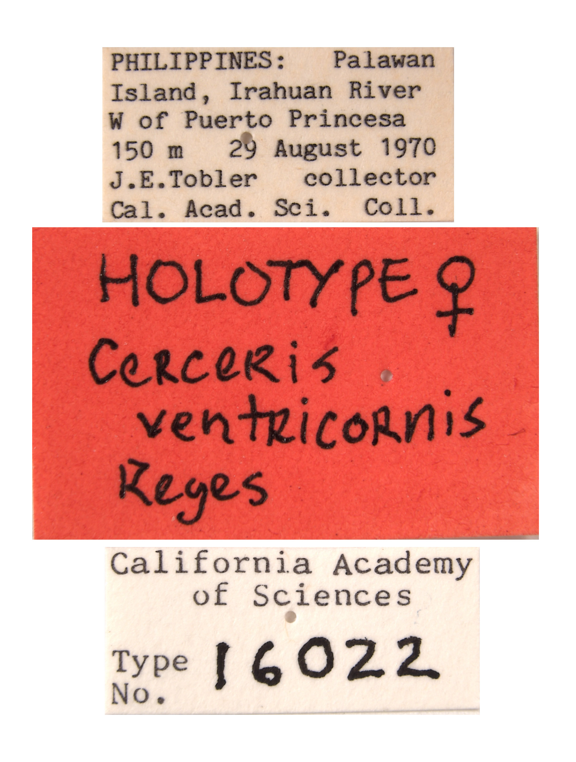 Cerceris ventricornis image