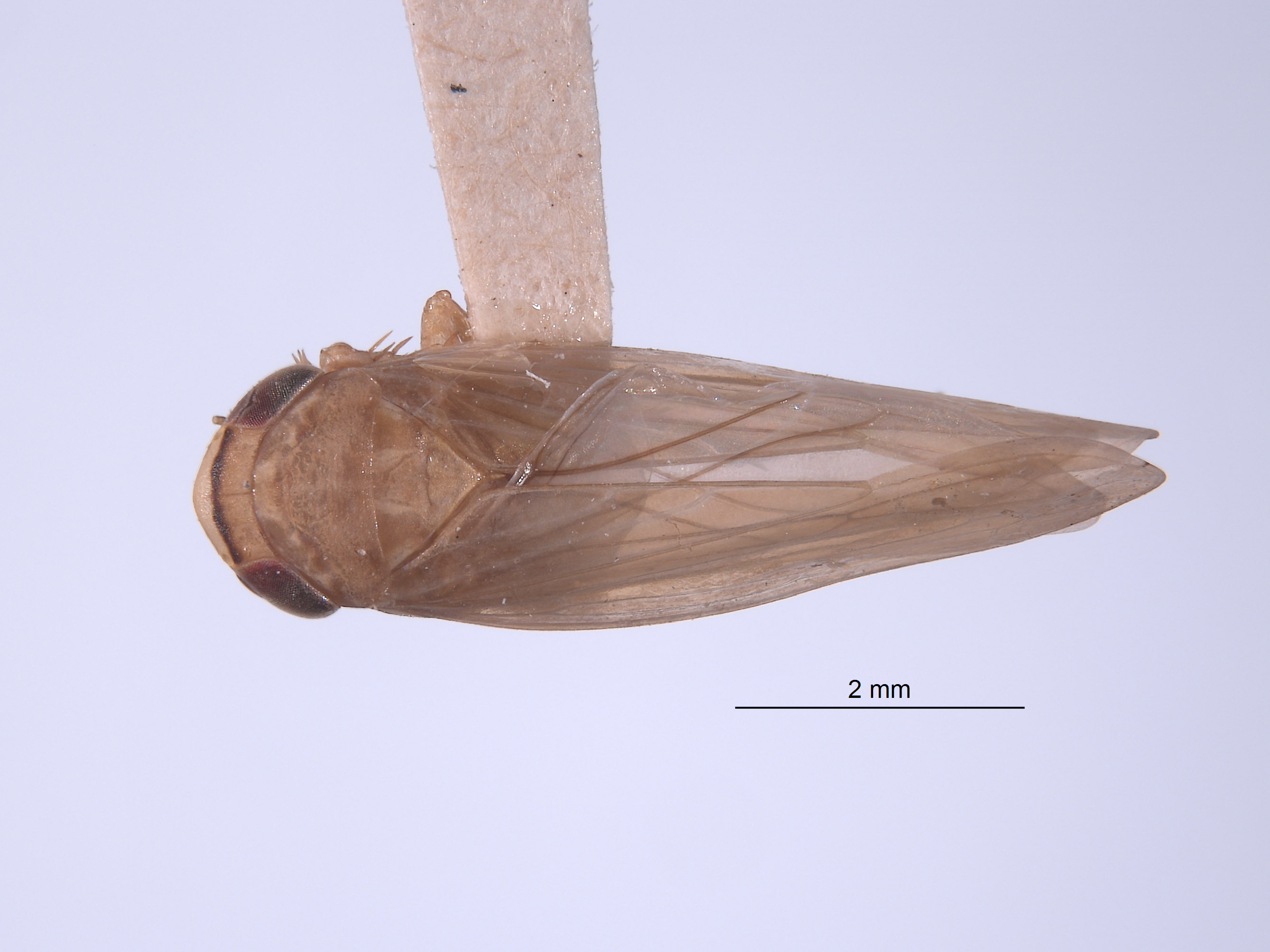 Chlorotettix bifurcatus image