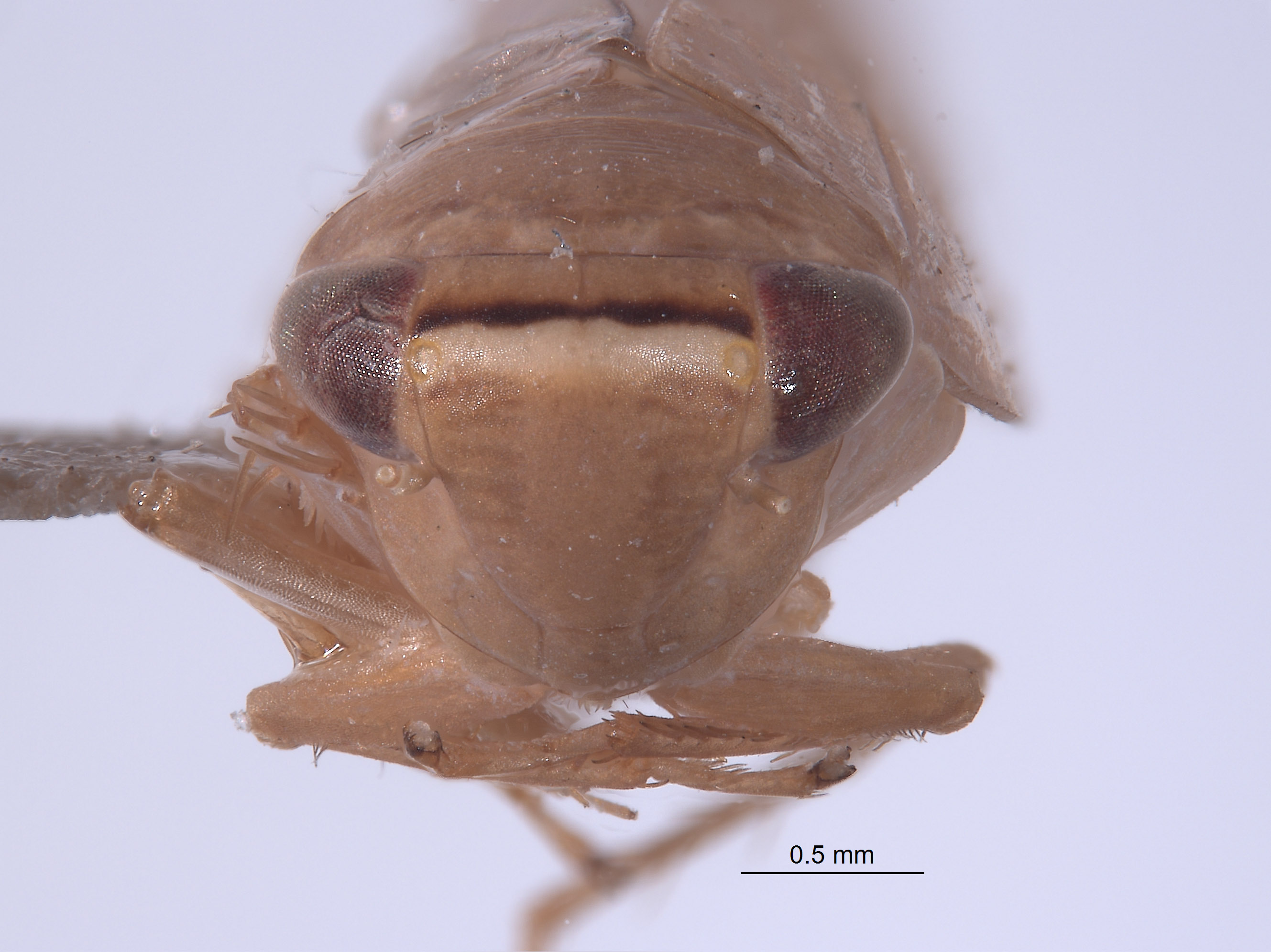 Chlorotettix bifurcatus image