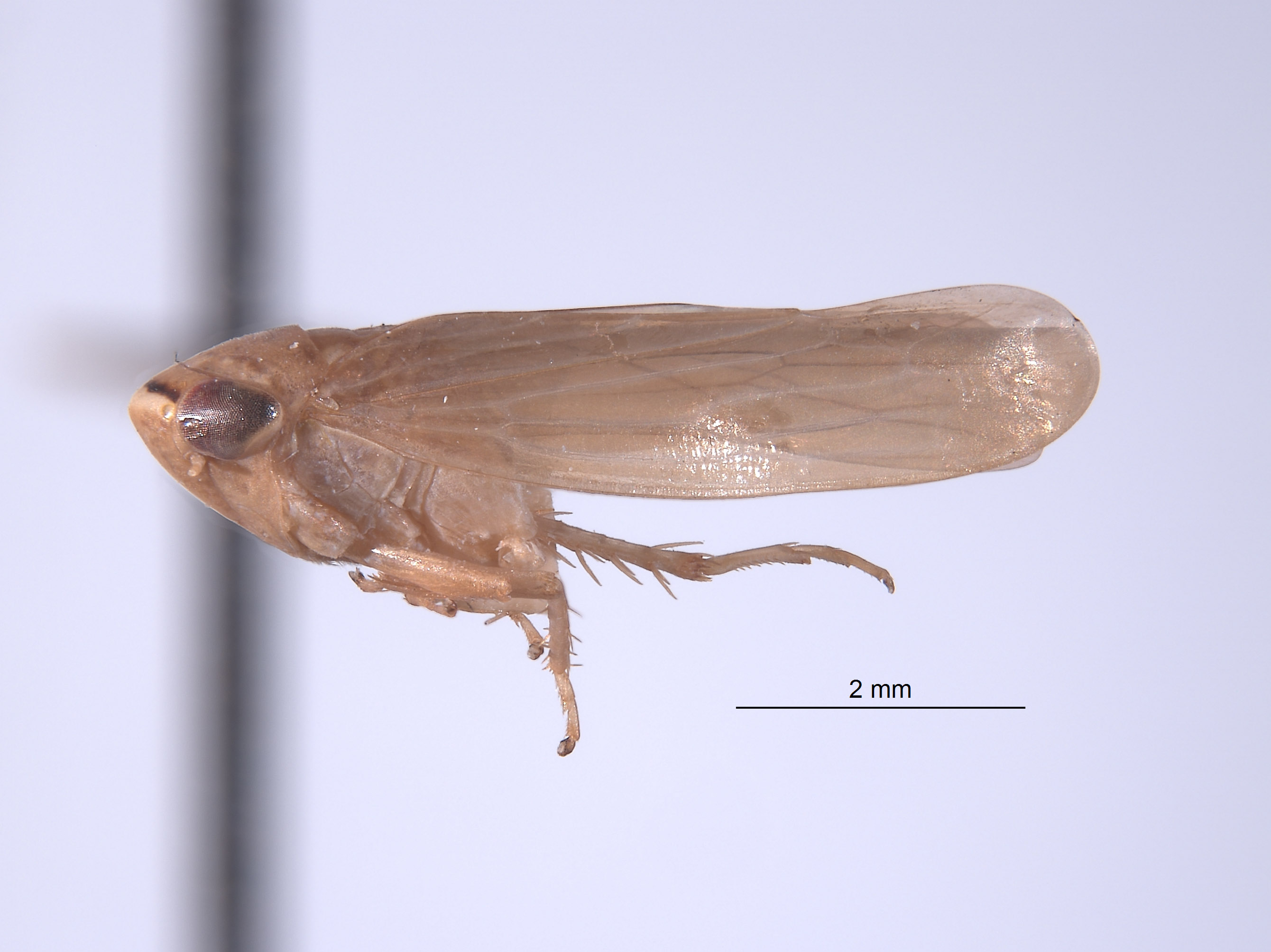 Chlorotettix bifurcatus image