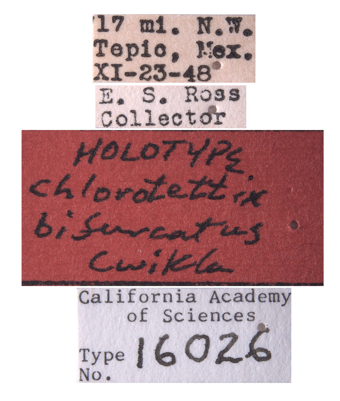 Chlorotettix bifurcatus image
