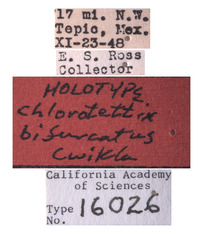 Chlorotettix bifurcatus image