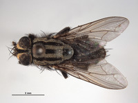 Oxysarcodexia festiva image