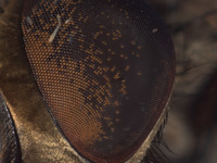 Oxysarcodexia festiva image