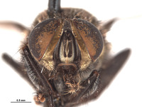 Oxysarcodexia festiva image