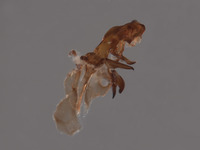 Oxysarcodexia festiva image