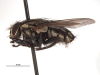 Oxysarcodexia festiva image