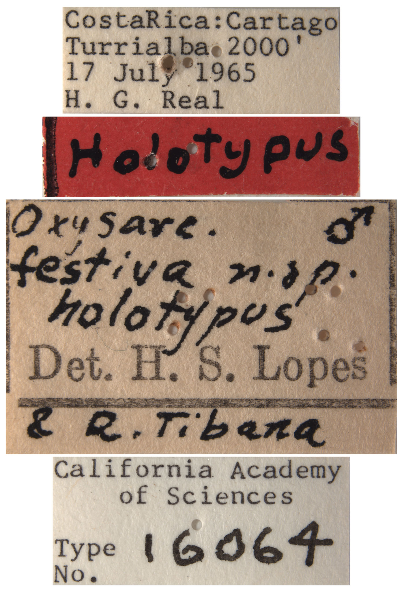 Oxysarcodexia festiva image