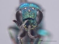 Chrysis dilutipennis image