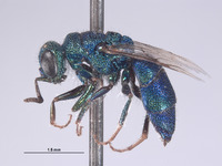 Chrysis dilutipennis image