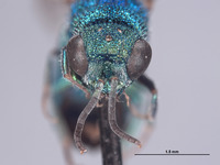 Cornuchrysis breviapicalis image