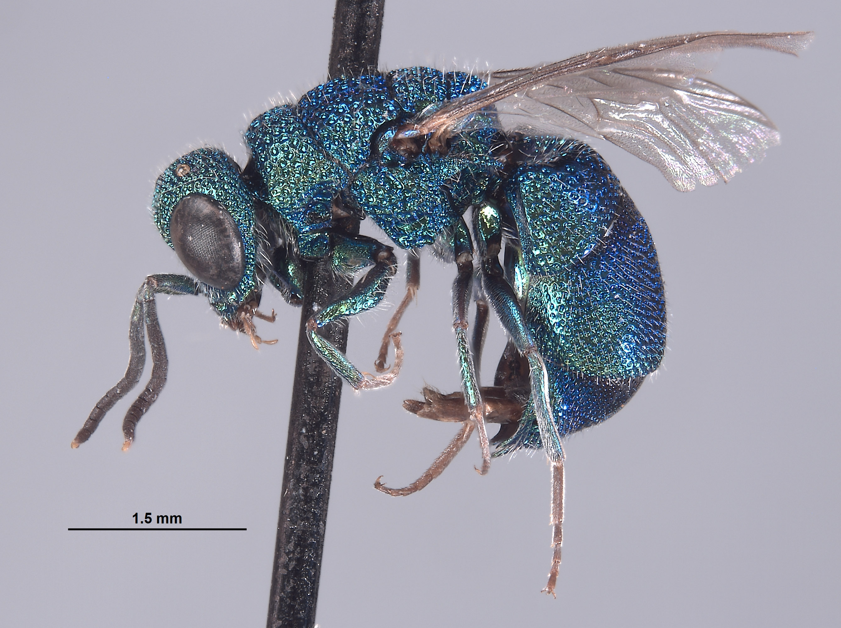Cornuchrysis breviapicalis image