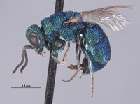 Cornuchrysis breviapicalis image