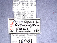 Cornuchrysis breviapicalis image