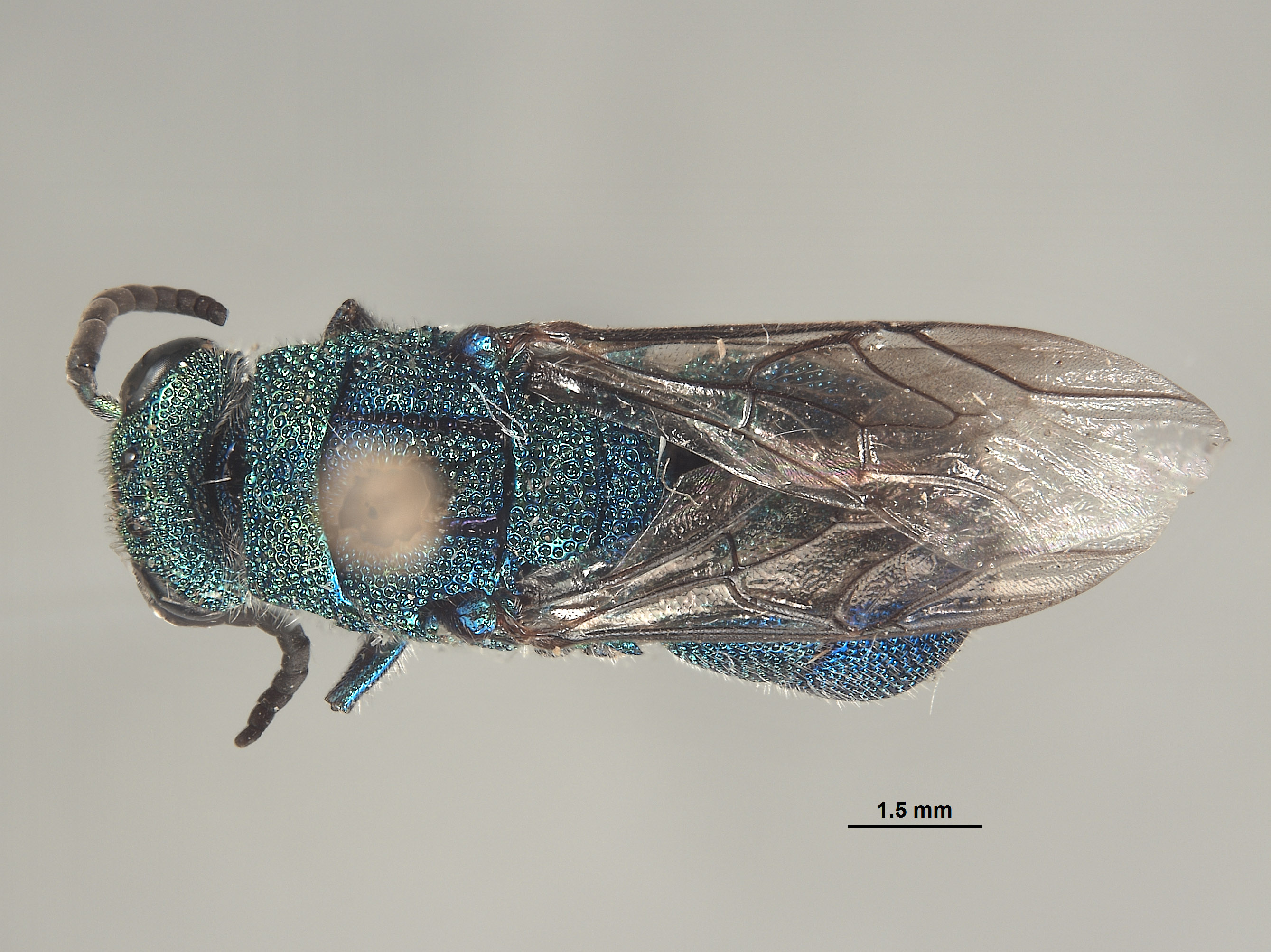 Cornuchrysis irwinrossi image