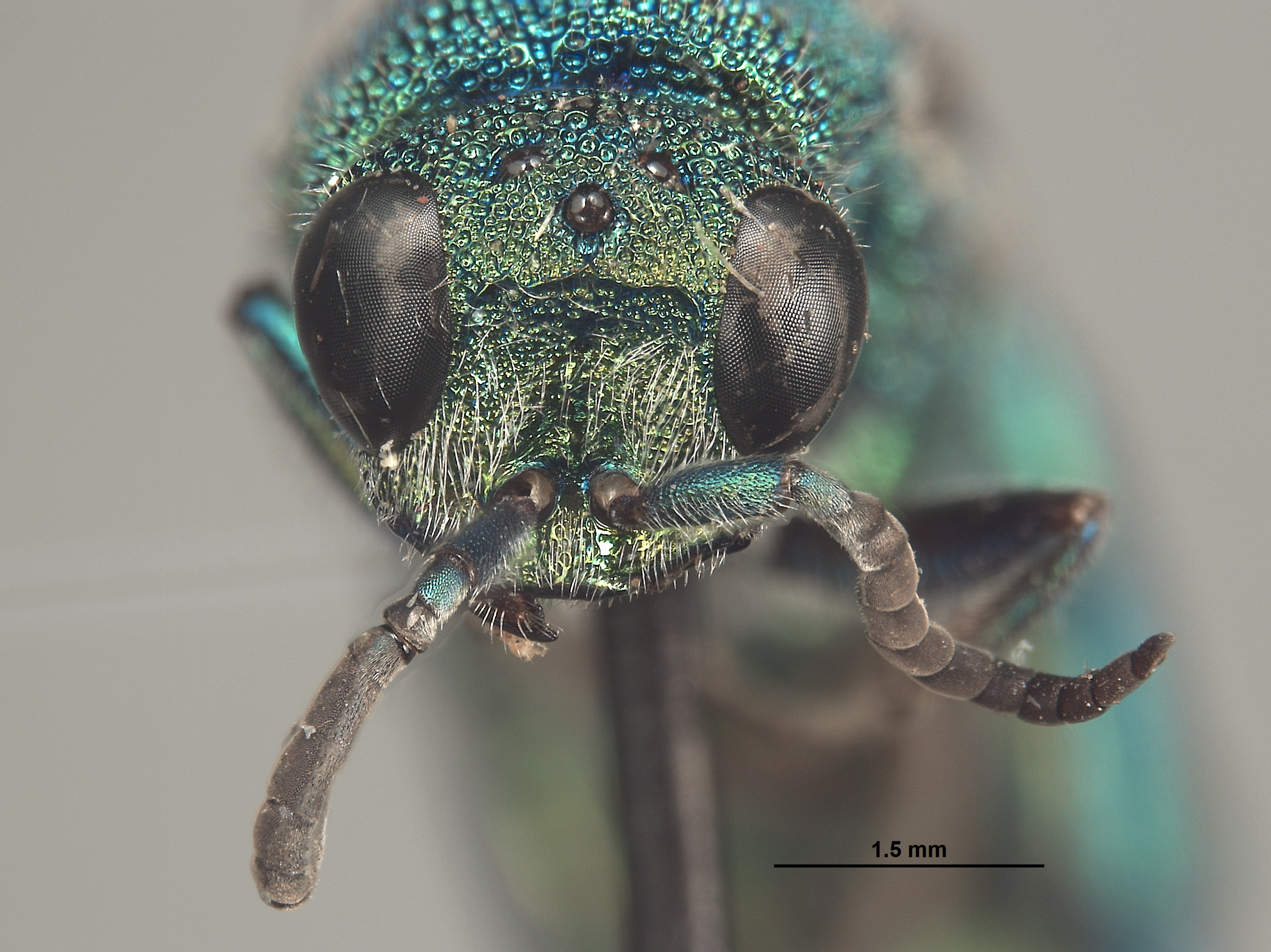 Cornuchrysis irwinrossi image