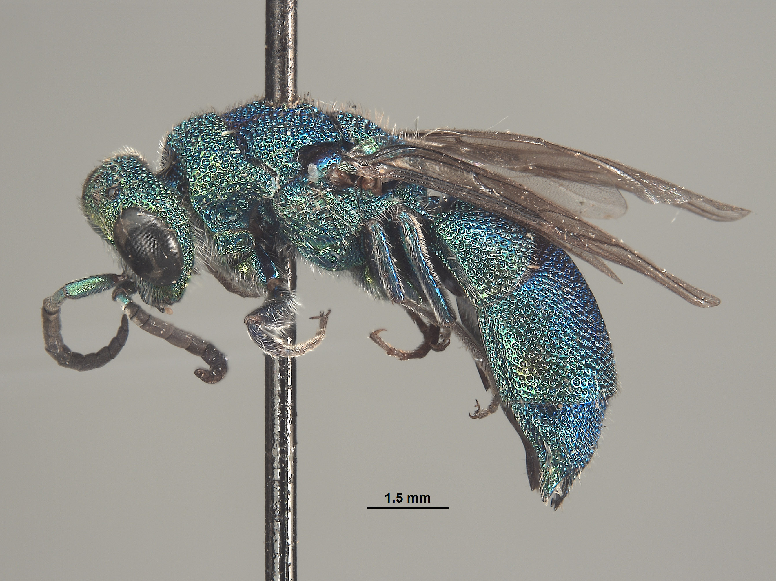 Chrysididae image