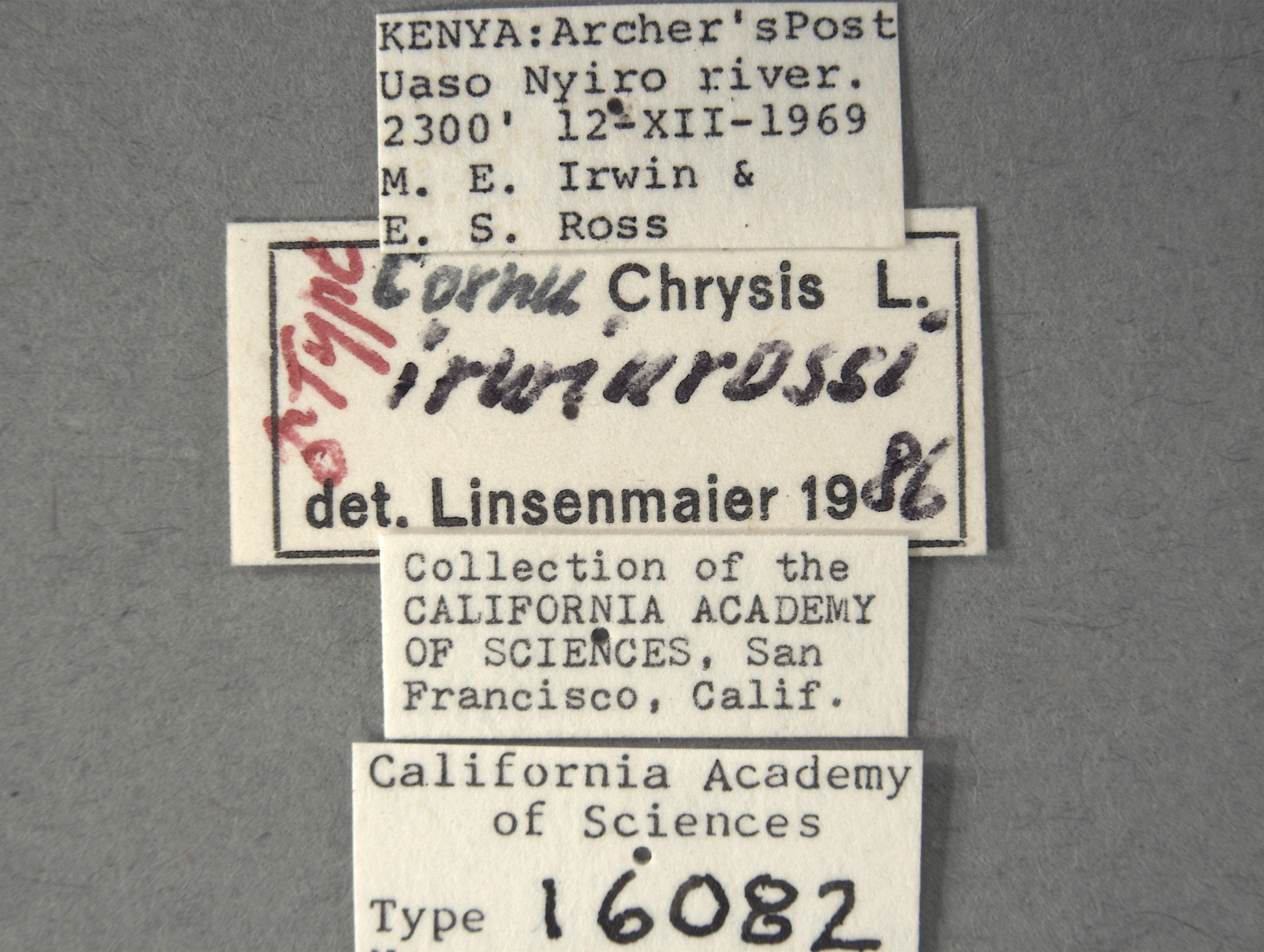 Cornuchrysis irwinrossi image