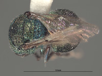 Hedychridium chamaeum image