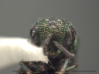 Hedychridium chamaeum image